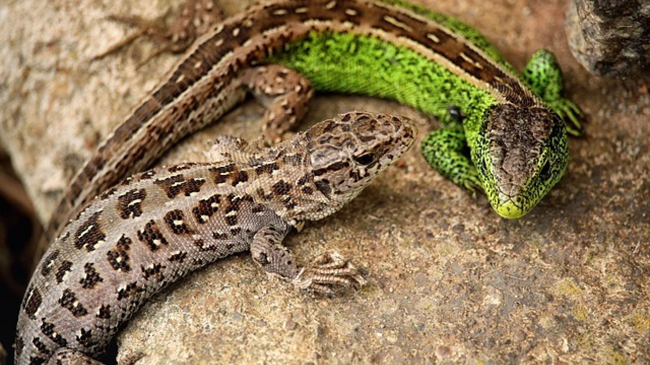 Two lizards on a stone